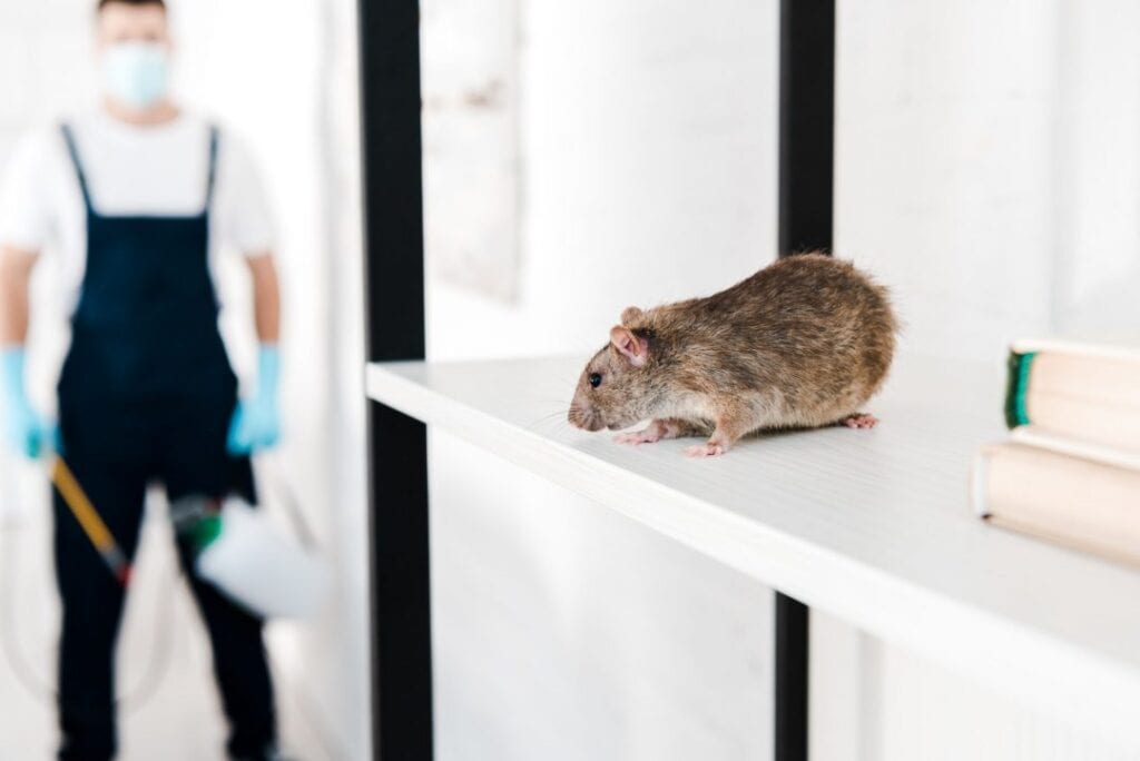 mise au point sélective d'un petit rat près de l'exterminateur tenant un équipement toxique.jpg