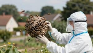 frelons asiatiques Mondeville