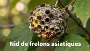 frelons asiatiques Ouistreham